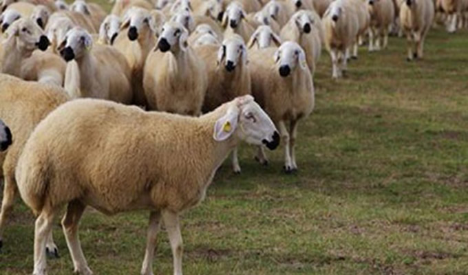 Çiçek hastalığında son durum: Rodop'ta tazminatlar ödenmeye başlandı