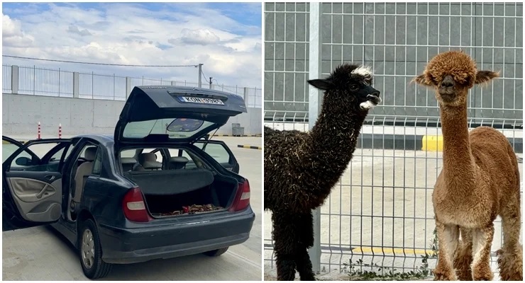 Türkiye – Yunanistan sınırında 42 cins hayvan ele geçirildi
