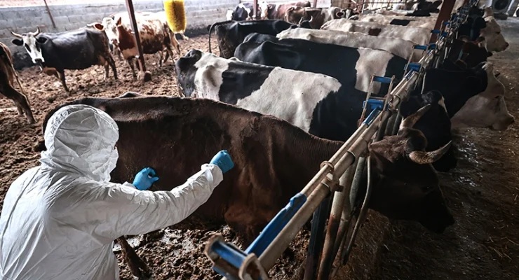 Midilli'de şap hastalığı nedeniyle hayvancılık ürünlerine kapsamlı kısıtlama getirildi