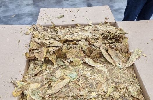 Kooperatiften uyarı: “Tütünlerinizi teslim etmeyin”