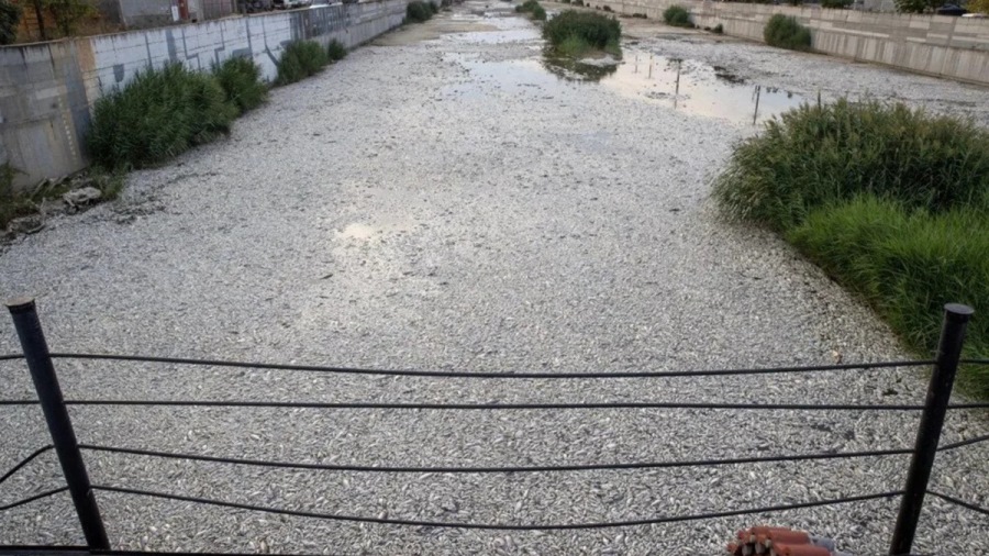 Volos’ta tonlarca ölü balık nedeniyle olağanüstü hal ilan edildi