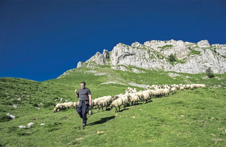 Koyun ve keçilere 12 euroluk destek primi…