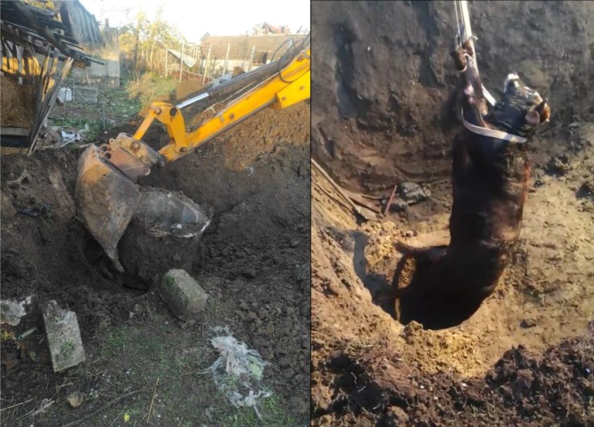 İnek ve köpek 6 metre derinliğindeki kuyuya düştü