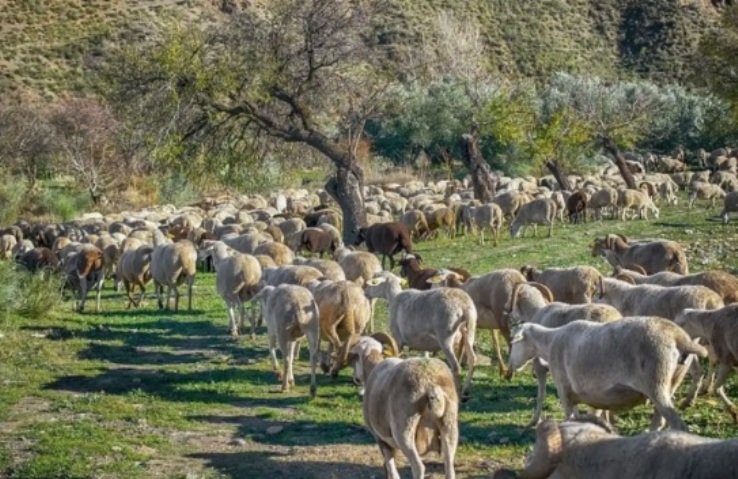 Koyun çiçeği hastalığıyla mücadelede özel veterinerler devreye giriyor
