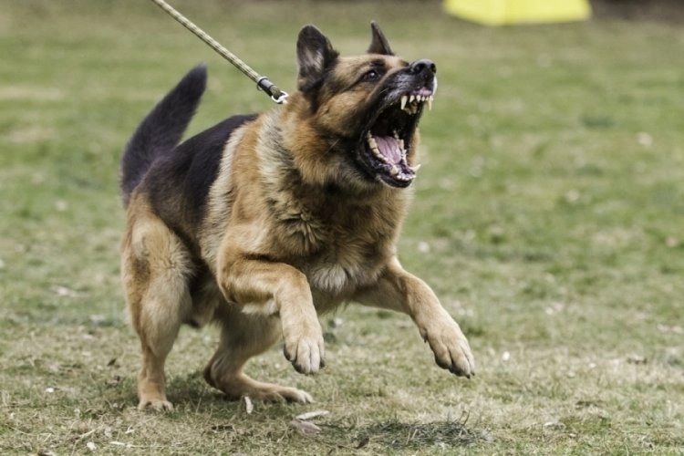 7 yaşındaki çocuk köpek saldırısına uğradı
