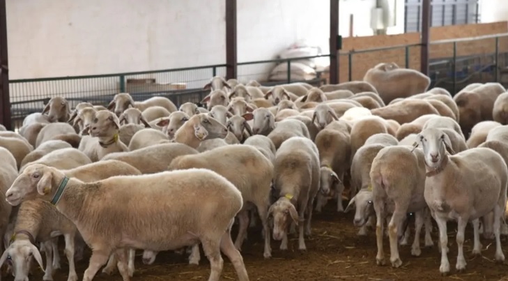 Çiçek hastalığına karşı 20 yeni önlem: Bilim Kurulu yol haritasını açıkladı