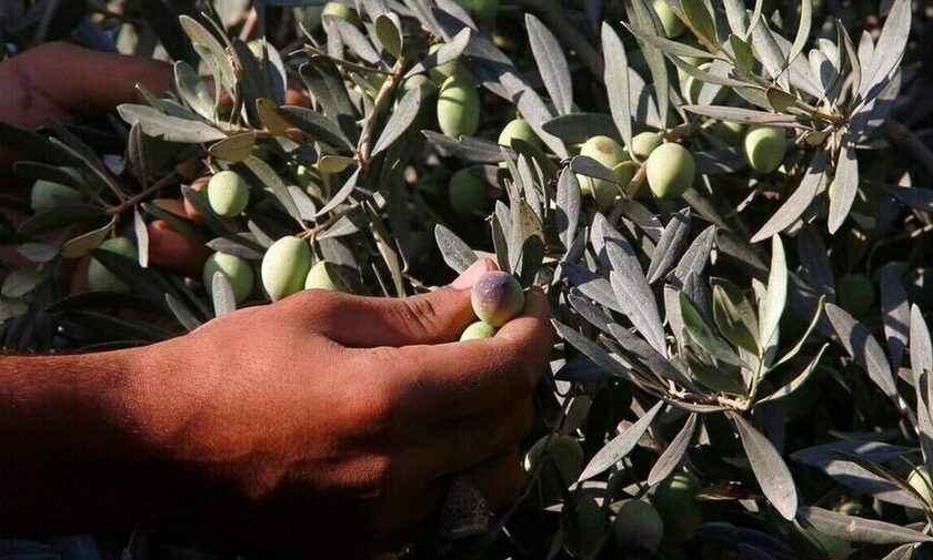 10 ton zeytin çalan hırsızlar yakalandı