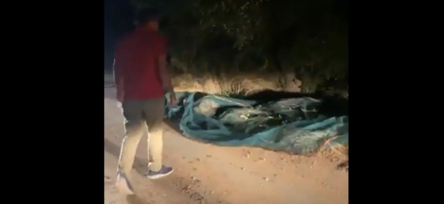 Tarladan zeytin çaldılar!