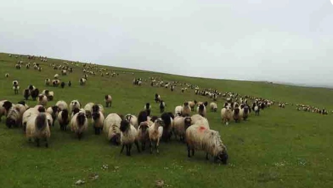 Et, süt ve peynir fiyatlarında sert yükseliş kapıda