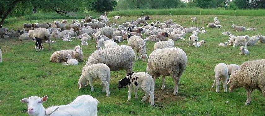 İskeçe’de çiçek hastalığı alarmı: En büyük kayıp İnhanlı Beleyesinde yaşandı