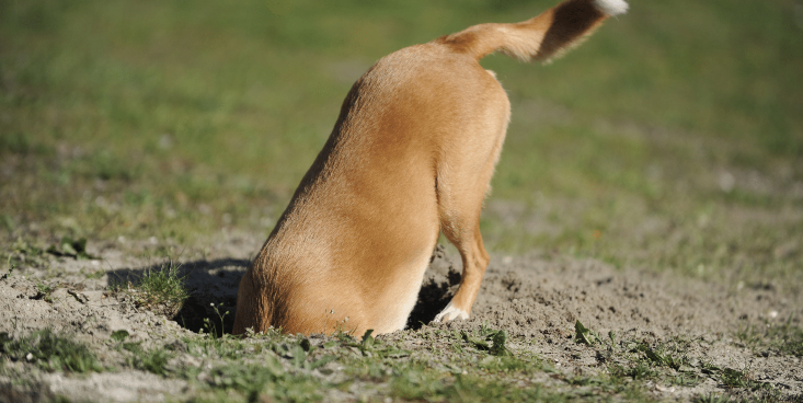 Selanik’te 90 yaşındaki adam, kızına ait köpeği canlı canlı gömdü