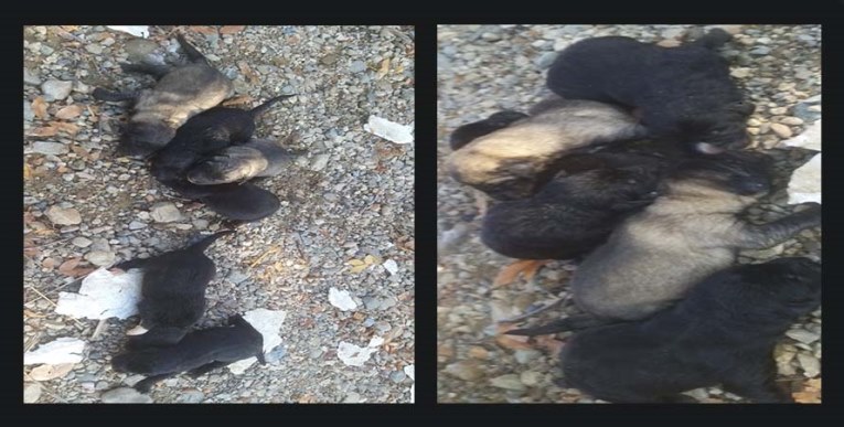 Köpek yavrularını çuvalın içine bağlayarak bıraktılar!!!