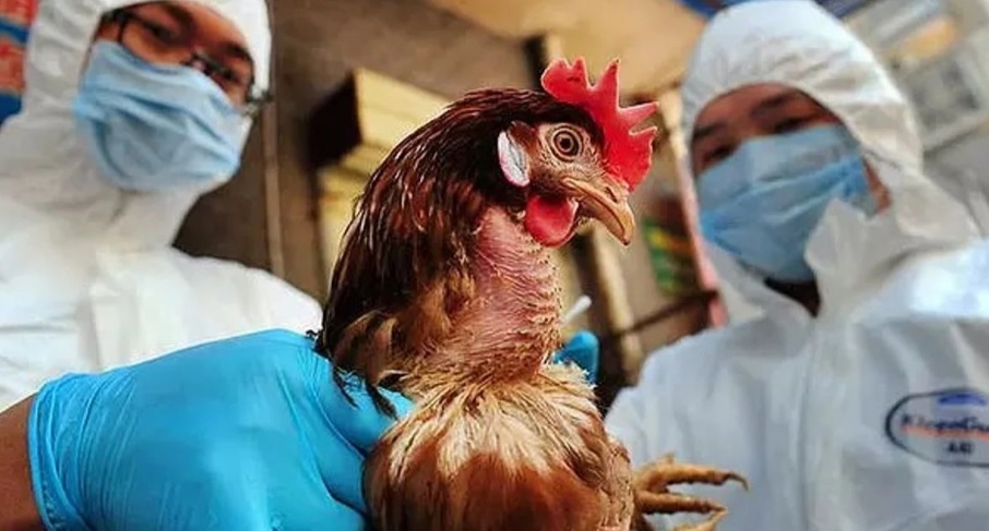 Kuş gribi vakasına karşı Yunanistan alarma geçti