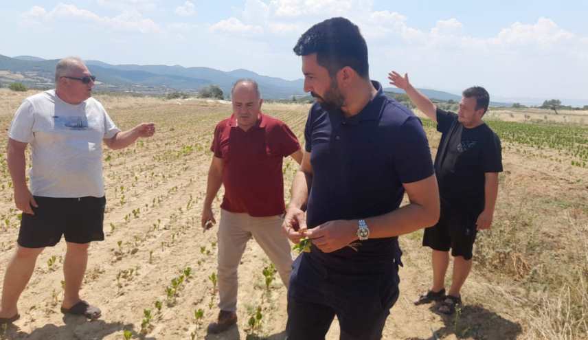 Ferhat: “Bu yıl hava şartlarından dolayı ürünlerde yüzde 70 kayıp bekleniyor”