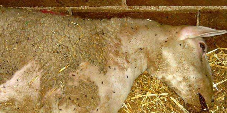 Şarbon bakterisi nedeniyle hayvan ölümleri görüldü