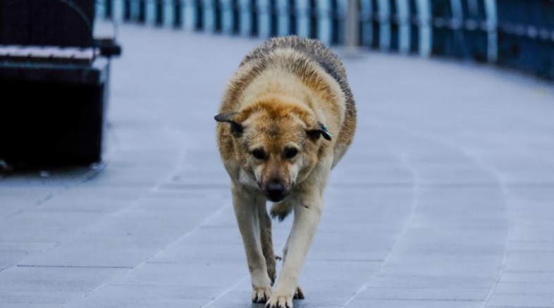 Dedeağaç Belediyesi sokak köpeğinin ısırdığı kadına 1.500 euro tazminat ödeyecek