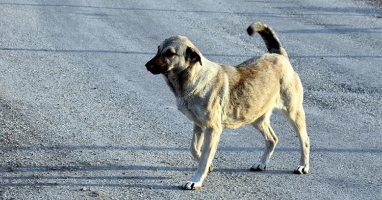 Gümülcine’de 9 yaşındaki çocuğu köpek ısırdı