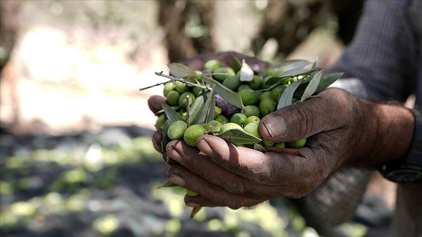 İsrailliler, Filistinlilere ait zeytin ağaçlarını ya kesiyor ya da zeytinleri çalıyor