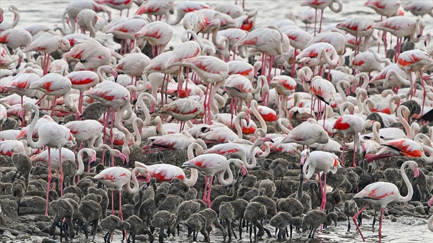 Elektrik kabloları nedeniyle onlarca Flamingo öldü