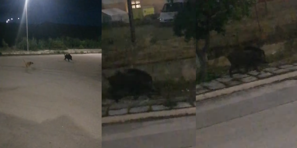 Yaban domuzu, hastanenin kapısına kadar geldi