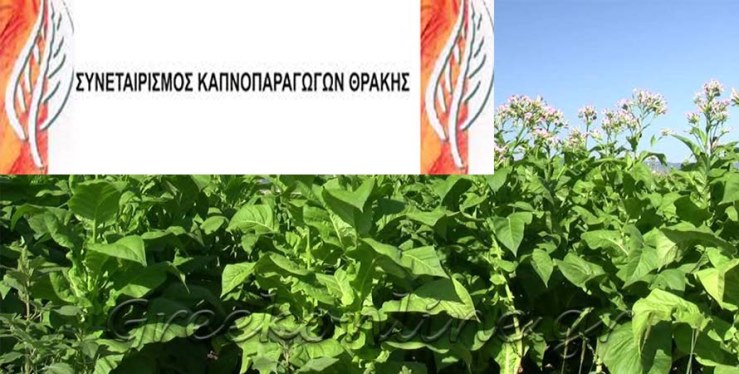 Tütün Üreticileri Kooperatifi genel kurula gidiyor
