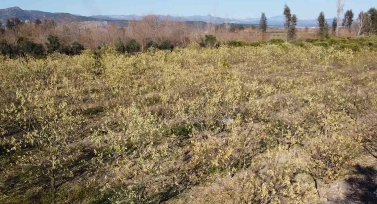 Batı Trakya’da zirai don olayında son durum…
